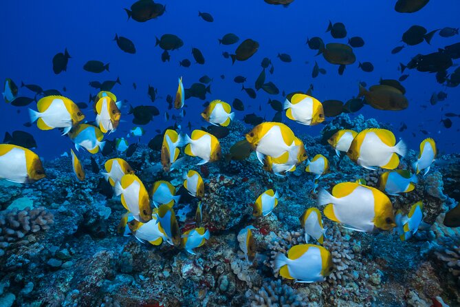 Maui: Molokini & Turtle Town Snorkel & Waterslide Adventure - How the price compares with the experience