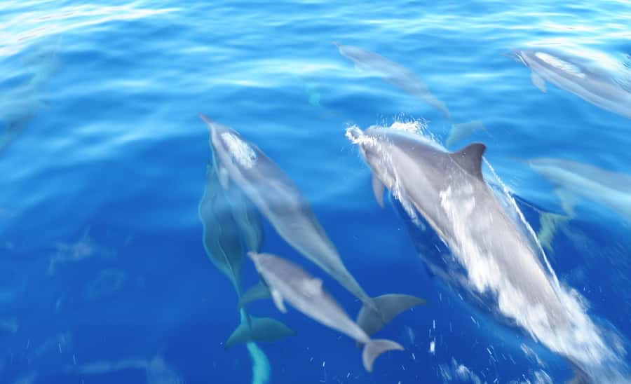 Maui: Semi-Private Eco-Raft Lanai Snorkel & Dolphin Tour - What to bring and how to prepare