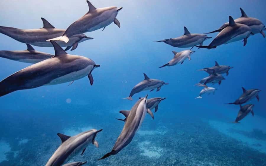 Maui: Semi-Private Eco-Raft Lanai Snorkel & Dolphin Tour - Why the small raft changes the Lanai trip