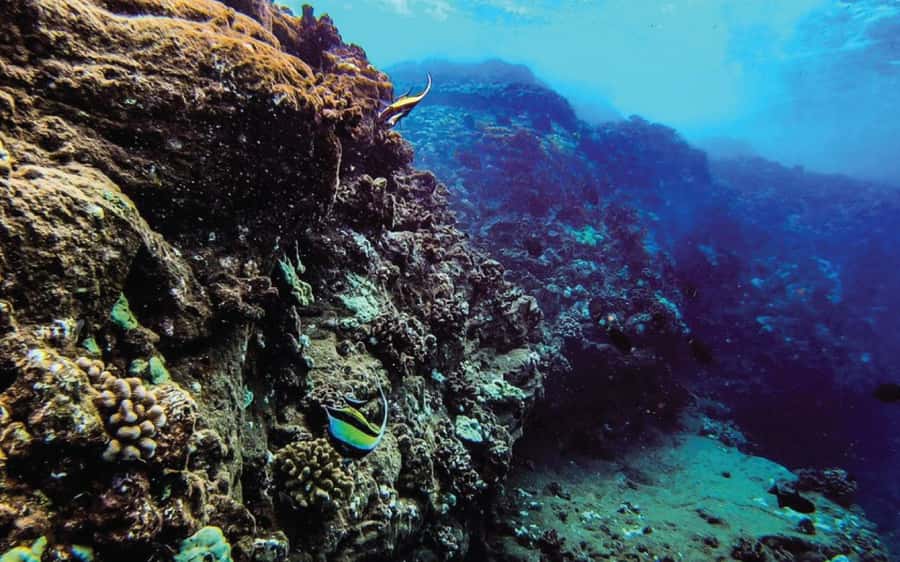Maui: Semi-Private Eco-Raft Lanai Snorkel & Dolphin Tour - Food, drinks, and the practical value of the fare