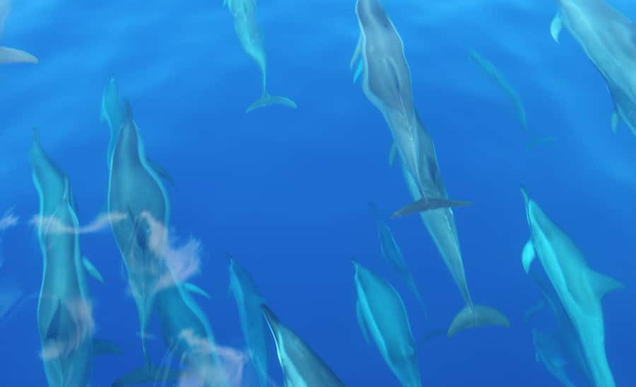Maui: Semi-Private Eco-Raft Lanai Snorkel & Dolphin Tour - Guides who shape the day