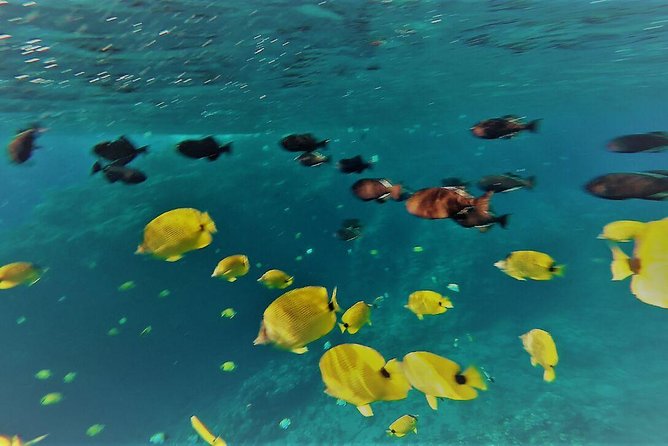 Maui Snorkel Adventure: Molokini Crater and Turtle Cove - Turtle Cove is about patience, not a guaranteed show