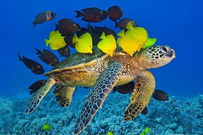 Maui Snorkel Adventure: Molokini Crater and Turtle Cove - What the crew adds to the morning