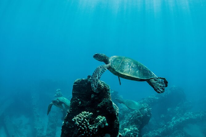 Maui Snorkeling Boat Tour to Turtle Town Aboard Quicksilver - Lunch, drinks, and extra costs