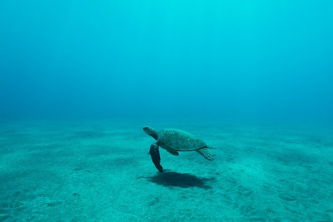 Maui Snorkeling Boat Tour to Turtle Town Aboard Quicksilver - What the crew does well, and where the experience varies
