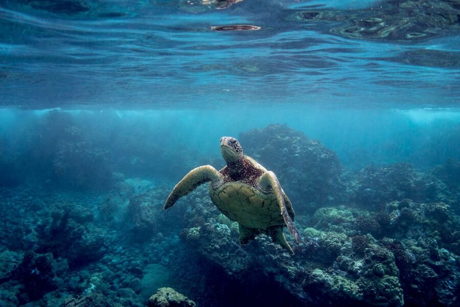Maui: Turtle Town Kayak and Snorkel Tour - Snorkeling in the bay