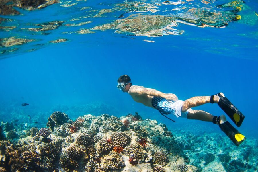 Maui: Turtle Town Kayak and Snorkel Tour - Turtle Town and the search for marine life