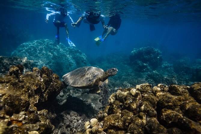 Maui: Turtle Town Snorkel with Photo and Video - Is $129 a fair price?