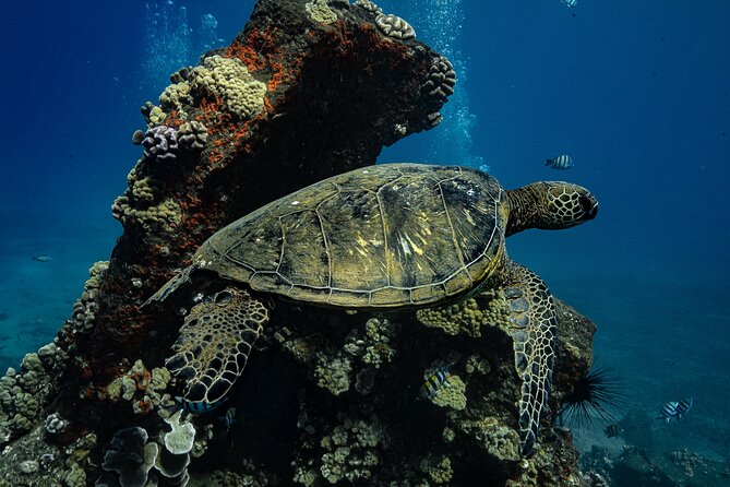 A green turtle grazing in shallow water off Maui
