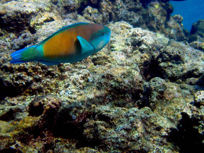 Maui: West Side Discovery Kayak & Snorkel from UKUMEHAME - Paddling the Olowalu or Ukumehame coastline