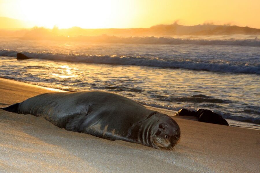 Maui: West Side Discovery Kayak & Snorkel from UKUMEHAME - Snorkeling with turtles and reef fish