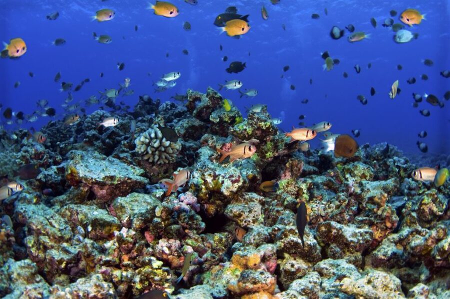 Maui: West Side Discovery Kayak & Snorkel from UKUMEHAME - Who should book this kayak and snorkel tour