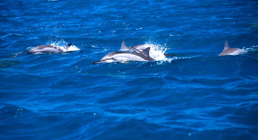 Mauritius: Snorkel and Swim with Dolphins on Speedboat Tour - Tamarin Beach to the open sea
