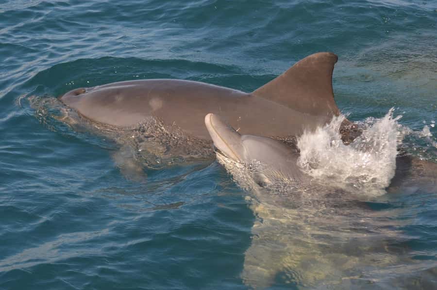 Mauritius: Snorkel and Swim with Dolphins on Speedboat Tour - How the dolphin encounter really works