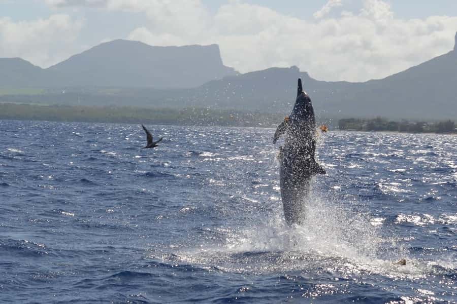 Mauritius: Snorkel and Swim with Dolphins on Speedboat Tour - The rhythm of the two-hour trip