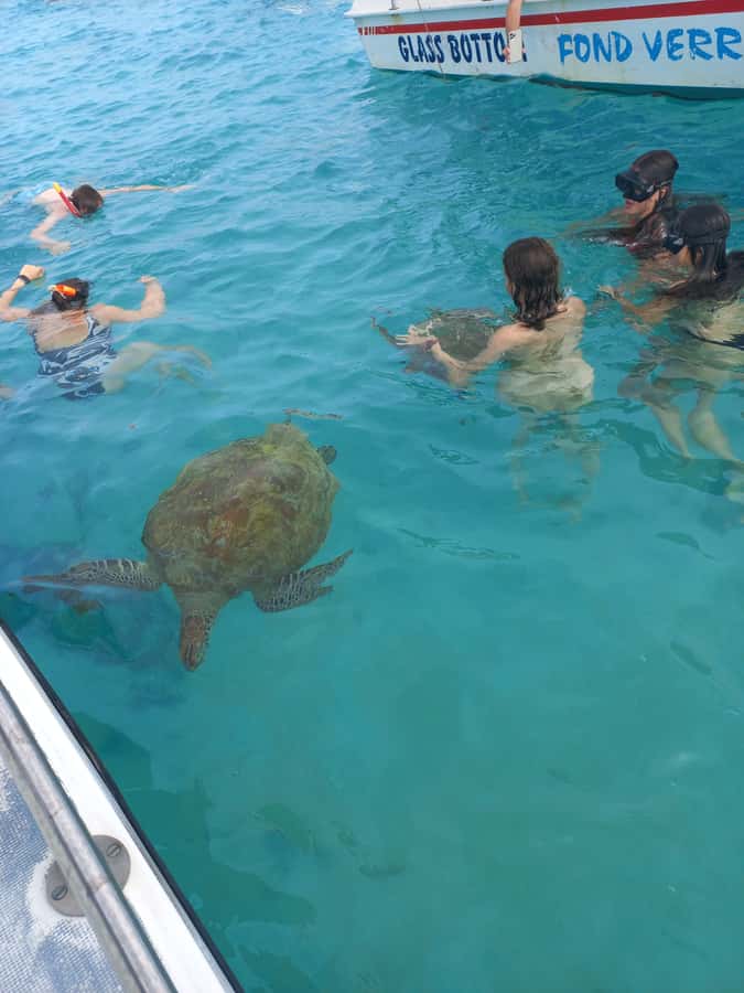 Mauritius: Snorkeling with turtles Le Transporteur speedboat - From Grand Baie beach to Trou aux Biches lagoon