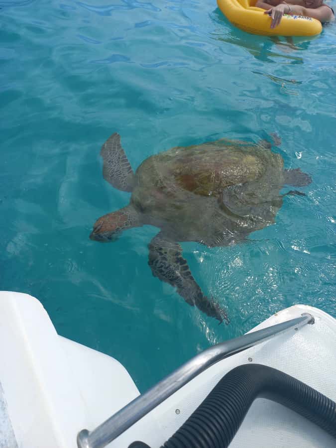 Mauritius: Snorkeling with turtles Le Transporteur speedboat - Swimming conditions and safety