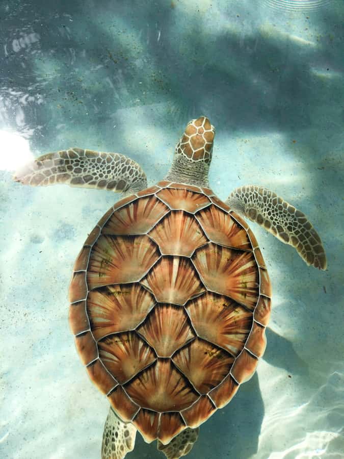 Mauritius: Snorkeling with Turtles & Port Louis Street Food - Why this combination works