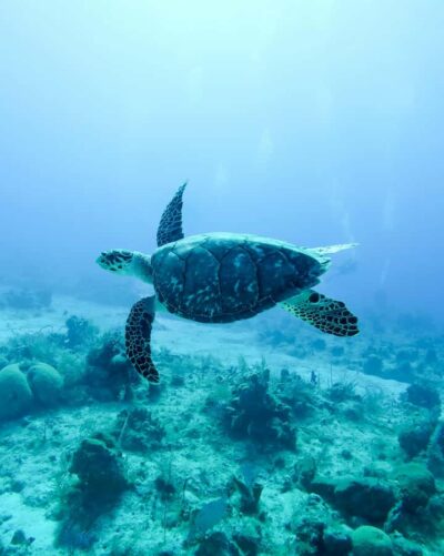 Snorkeling with Turtles & Port Louis Street Food