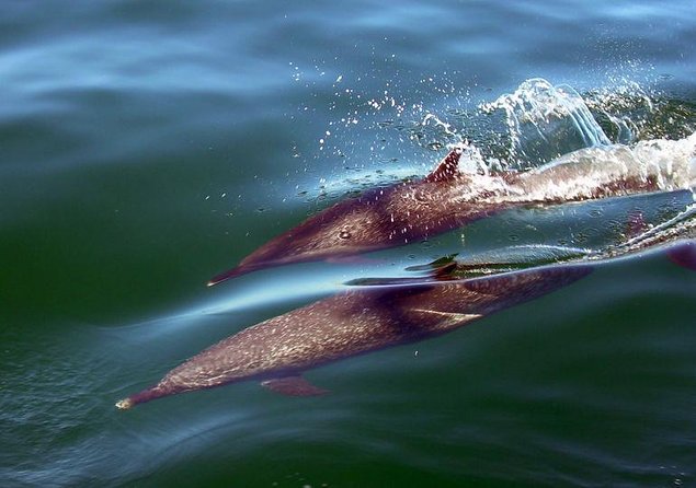 Mega Yacht ALL INCLUSIVE Yelapa Waterfall & Snorkeling Adventure - Boarding at Puerto Mágico or Paradise Village
