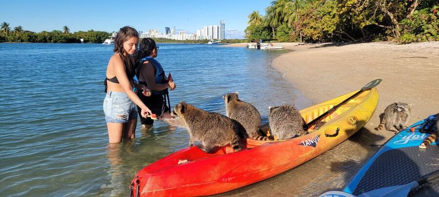 Miami: Beginner-Friendly Island Snorkeling by SUP or Kayak - Raccoons, fruit, and a welcome break