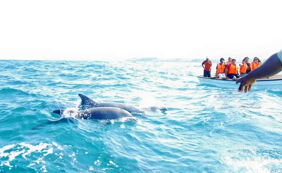 Miami: Key West Dolphin Watch or Snorkel Boat with pickup - Three hours of snorkeling in Florida waters