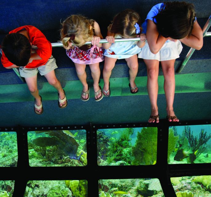 Miami: Key West Dolphin Watch or Snorkel Boat with pickup - What your $63 covers
