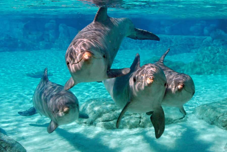 Miami: Key West Dolphin Watch or Snorkel Boat with pickup - Who will get the most from this trip