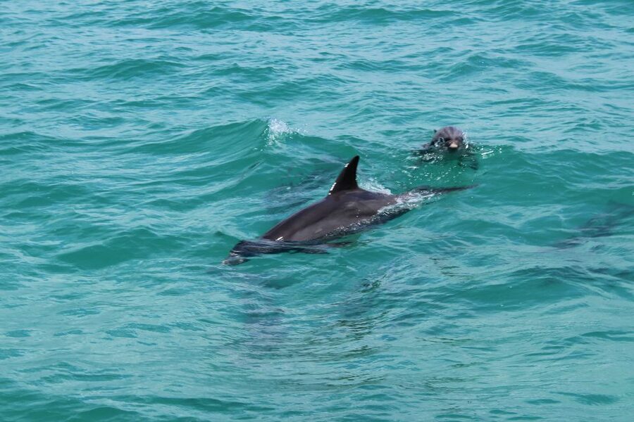 Miami to Key West Shuttle: Dolphin, Snorkeling & More - What the $17 price really means