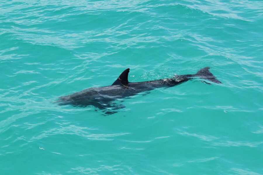 Miami to Key West Shuttle: Dolphin, Snorkeling & More - Weather can change the day