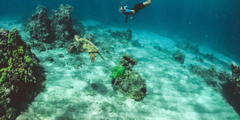 Mirissa: Snorkeling Experience with Turtles - Swimming with turtles off Mirissa
