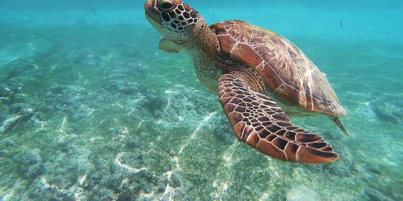 Mirissa: Snorkeling Experience with Turtles - What happens from pickup to the boat