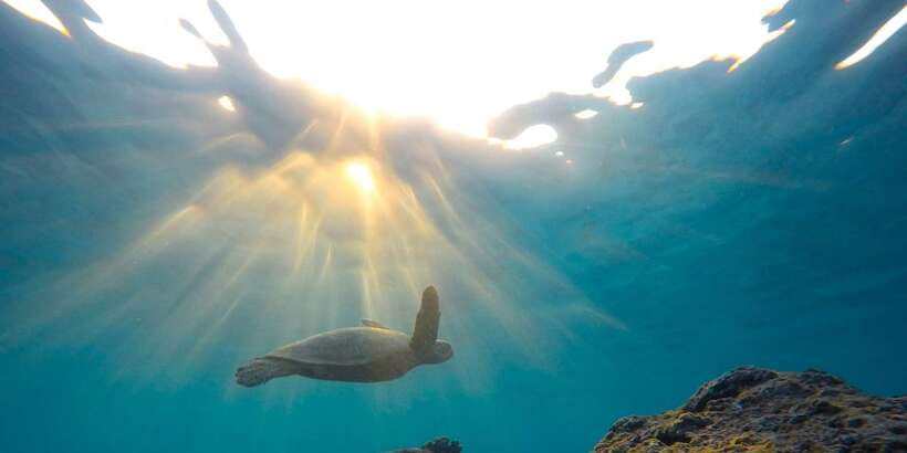 Mirissa: Snorkeling Experience with Turtles - Photos, videos, showers, and changing space