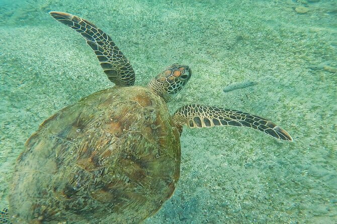 Mirissa Unforgettable Snorkeling Experience with Turtles - Who should book this experience