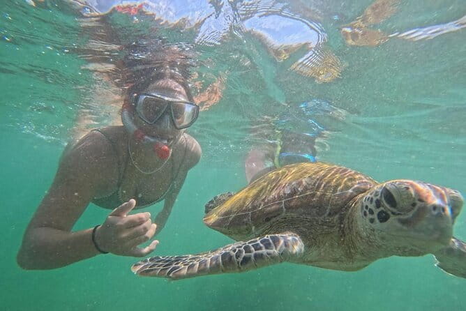 Mirissa Unforgettable Snorkeling Experience with Turtles - What you may see below the surface