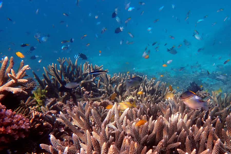 Mission Beach: Outer Great Barrier Reef & Dunk Island Tour - Key points to know before booking
