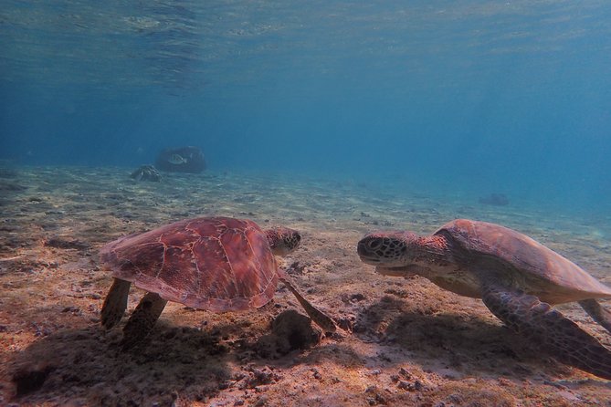 [Miyako Island/Half Day] Sea Turtle Snorkeling - A short swim with a real chance of turtles
