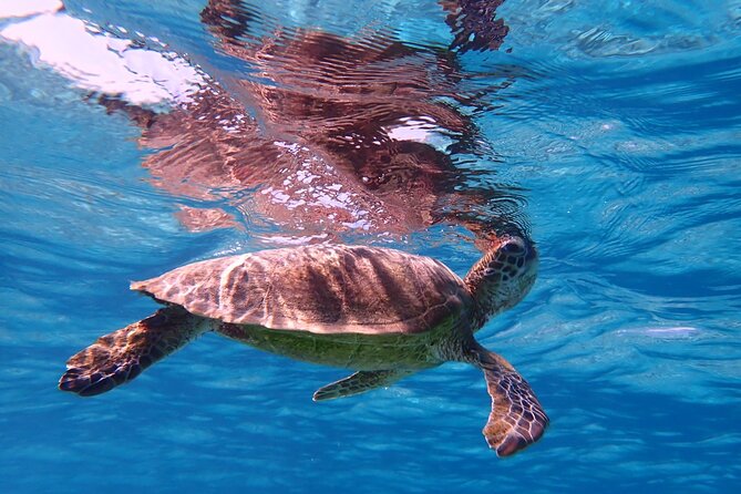 [Miyako Island/Half Day] Sea Turtle Snorkeling - Patient instruction helps first-time snorkelers