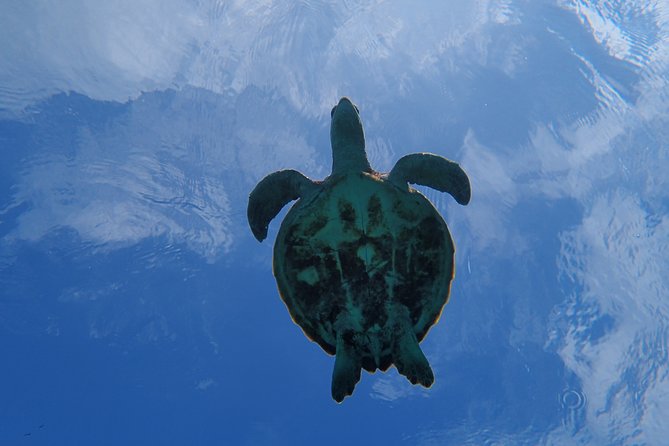 [Miyako Island/Half Day] Sea Turtle Snorkeling - Free photos make the price easier to justify