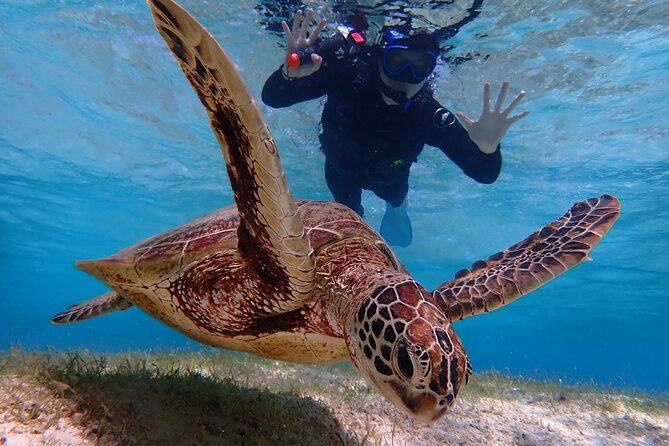 [Miyako Island/Half Day] Sea Turtle Snorkeling - Age, health, and weather rules matter