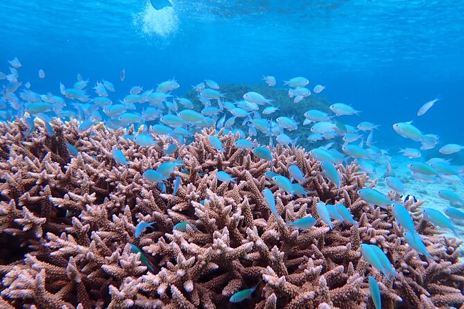 [Miyako Island/Half Day] Sea Turtle Snorkeling - Who will enjoy this Miyakojima snorkel?