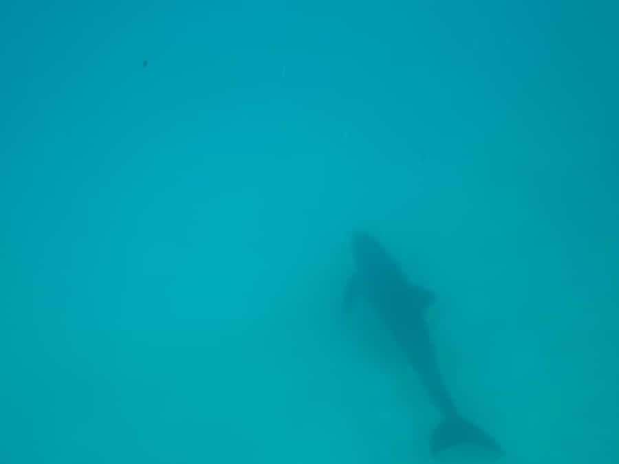 Mnemba dolphin & snorkel: from matemwe, pwani, kwingwa, Uroa - Third stop: the sandbank when the tide is low