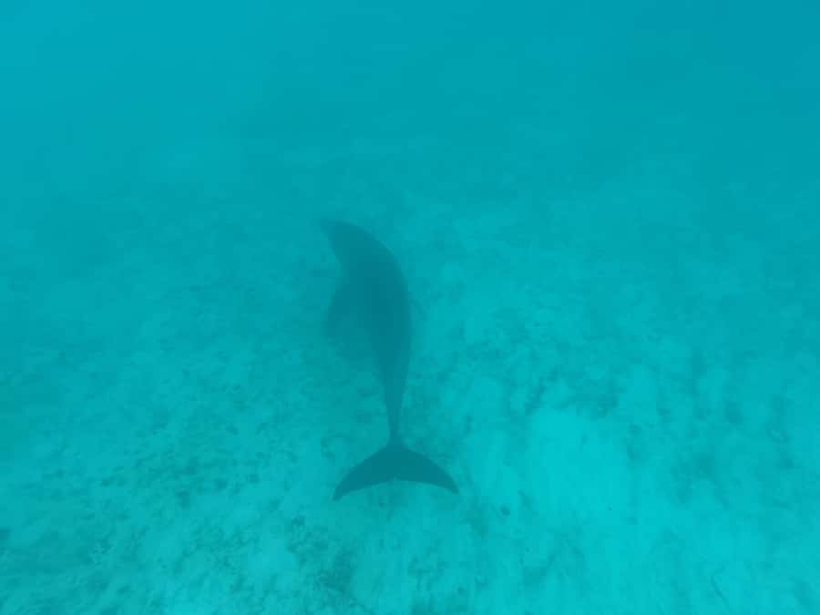 Mnemba dolphin & snorkel: from matemwe, pwani, kwingwa, Uroa - Guides, safety, and the small-group advantage