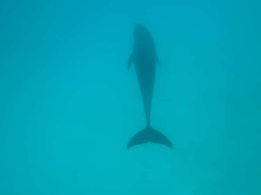 Mnemba dolphin & snorkel: from matemwe, pwani, kwingwa, Uroa - Who should book this Mnemba trip
