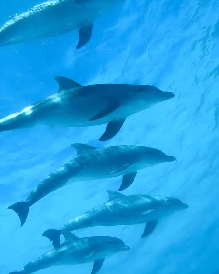 Mnemba Island: Dolphin Swim & Snorkeling with Optional Lunch - Key points to know before you book