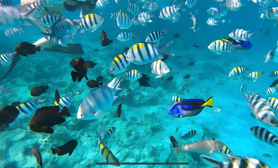 Mnemba Island: Dolphin Swim & Snorkeling with Optional Lunch - The dolphin encounter, beautiful but ethically difficult