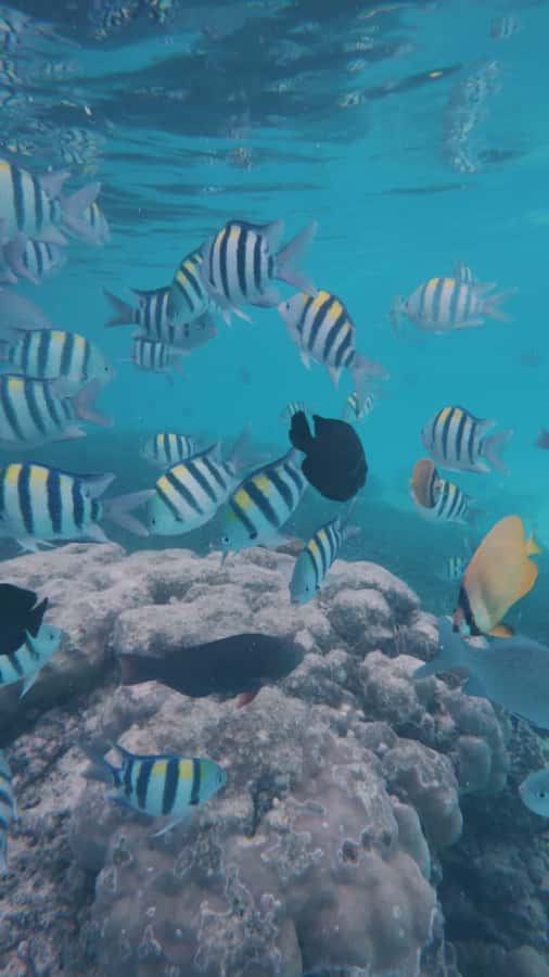 Mnemba Island: Dolphin Swim & Snorkeling with Optional Lunch - Snorkeling at Mnemba Atoll