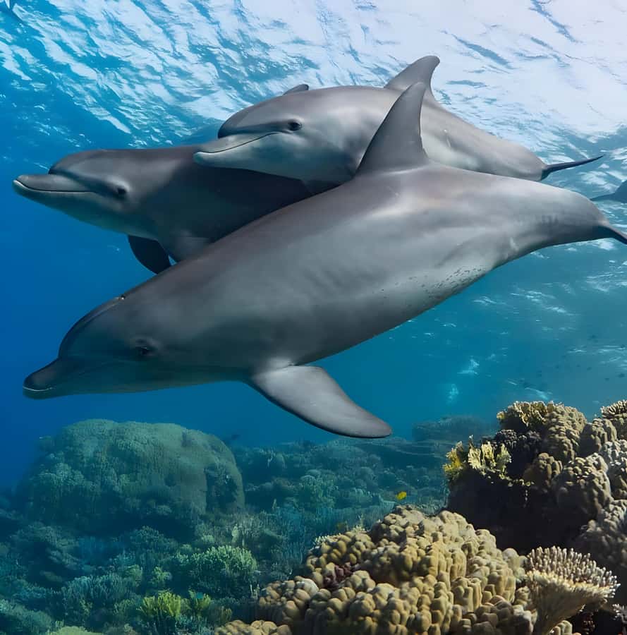 Mnemba Island: Dolphin Swim & Snorkeling with Optional Lunch - Is $21 good value?