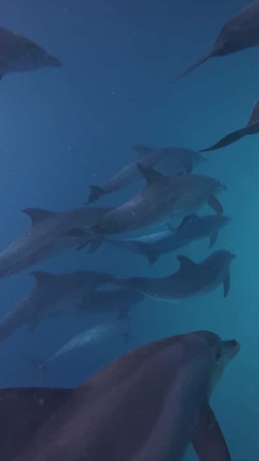 Mnemba Island: Dolphin Swim & Snorkeling with Optional Lunch - Who should book this outing?