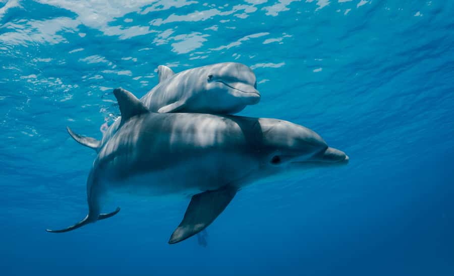 Mnemba Island: Dolphin Swim & Snorkeling with Optional Lunch - The boat ride from Muyuni Beach